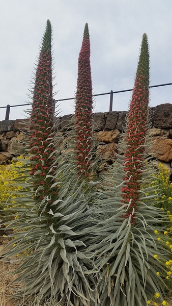 Tenerife programok