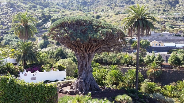 Tenerife sárkányfa